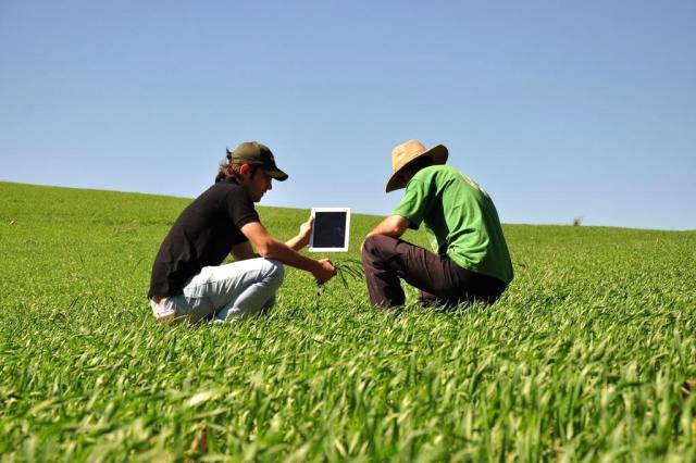 Aplicativo digital está sendo criado para manejo de plantas daninhas.