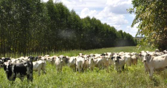 Banco do Brasil abre linha de Crédito para lavoura-pecuária-floresta