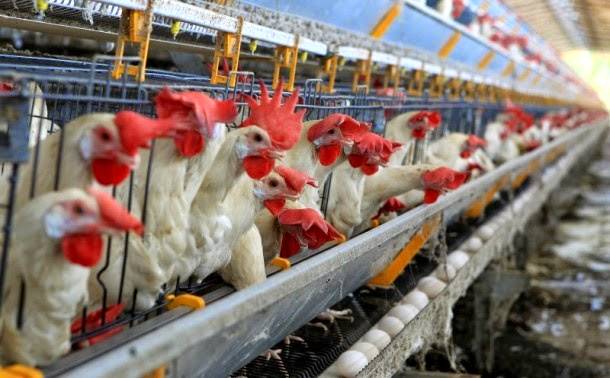 Biosseguridade e cuidados com a saúde dos frangos