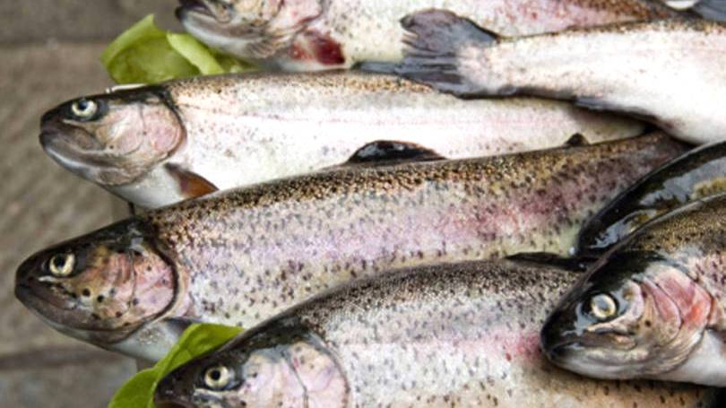 Métodos de abate dos peixes altera qualidade da carne