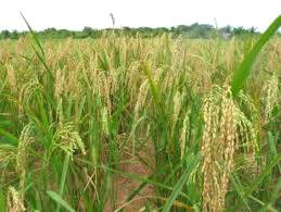 Plantio da cana X aquecimento global. Pesquisa afirma ser a cana capaz de esfriar o clima