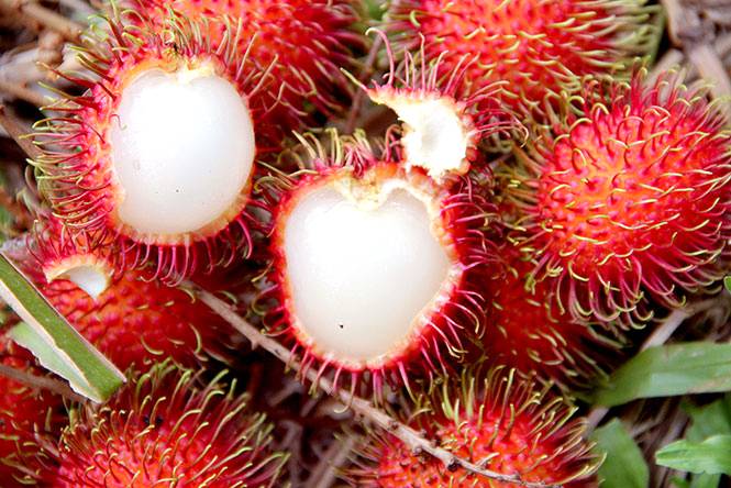 Rambutan: a delícia do Pacífico