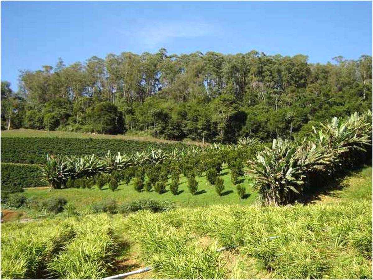 Sistemas agroflorestais - ecologia e produção