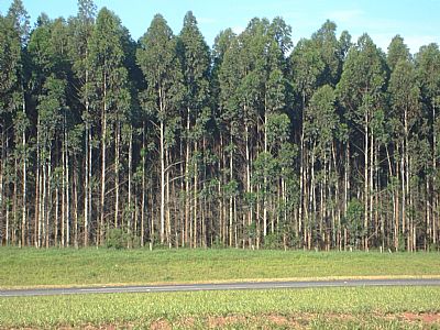 Tire dinheiro da floresta, mas sem degradá-la