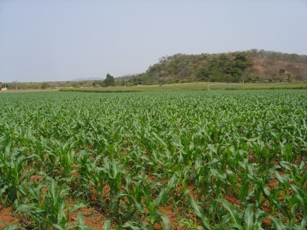 Mato Grosso continua com sua colheita de milho atrasada