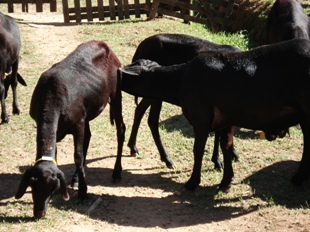 A importância de um planejamento alimentar para ovinos e caprinos