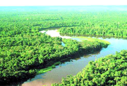 Cientistas pesquisam solo fértil amazônico