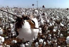 Monsanto lança nova variedade de algodão transgênico