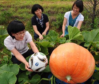 Abóbora de 50 kg é cultivada na Coreia do Sul
