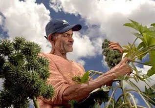 Biocombustível feito de óleo da palma é incentivo para a agricultura familiar no Brasil 