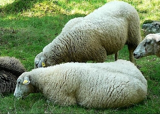 Saiba mais sobre a lã dos ovinos 