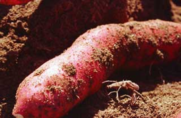 Ração de batata-doce reduz custos e garante renda para avicultores