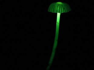 Encontrados no Brasil cogumelos que emitem luz 