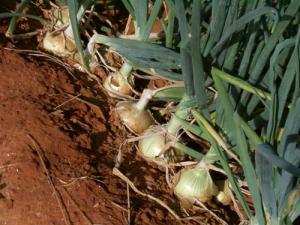 Evite plantas daninhas no plantio de cebola, sem o uso de herbicidas