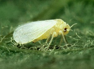 Saiba mais sobre a mosca branca - uma das mais temidas pelos agricultores 