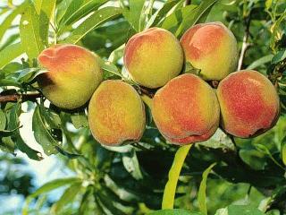 Produtores de pêssegos poderão controlar a mosca - da - fruta  