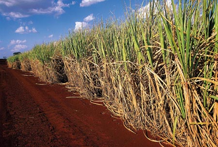 Plantação de cana intercalada com floresta reduz emissão de CO2