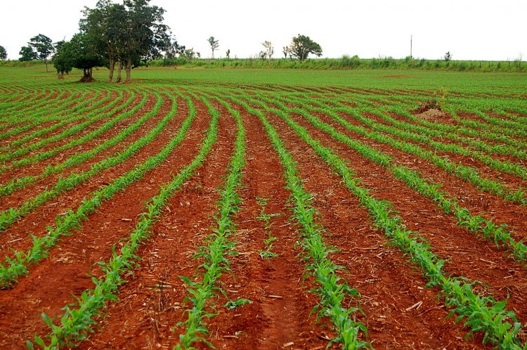 Conheça uma forma de adubação mais econômica e eficiente 