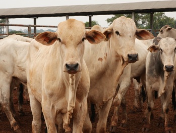 Confirmado foco de febre aftosa no Paraguai