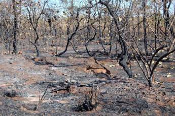 Cerrado diminuirá área desmatada