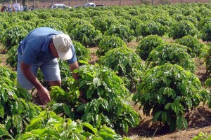 Agricultores Familiares optam pelo uso de SAFs na Zona da Mata Mineira