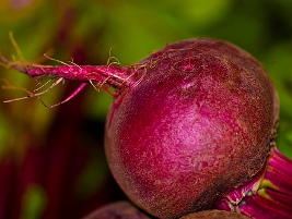 Beterraba de 64 quilos é cultivada no Reino Unido