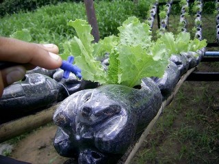 Como montar uma horta em qualquer espaço