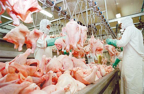 Produção de carne de aves aumenta, no mundo 
