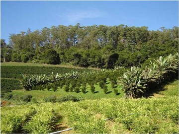 Sistemas agroflorestais diversificados: opção para recuperação de áreas degradadas, produção de alimentos e geração de renda.