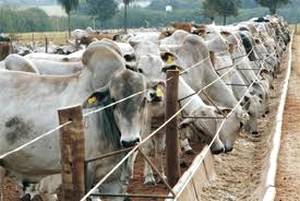 Importância da sanidade na obtenção de lucros com o gado de corte