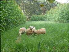 Como funciona a integração do plantio de eucalipto e a criação de ovinos