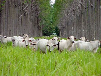 Sistema de plantio direto aliado à integração lavoura-pecuária