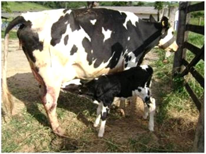 Aprenda a produzir mais  leite e mais bezerros com menor intervalo de partos