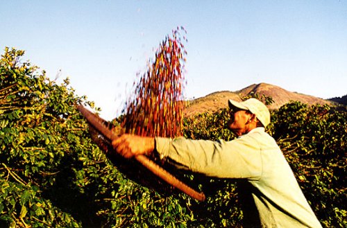 A carência de mão de obra e o clima atrasam a colheita do café