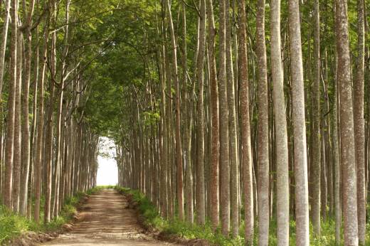 Reflorestamento feito com Paricá: alternativa ao eucalipto