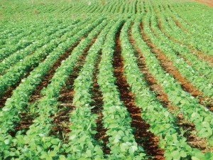soja plantas daninhas