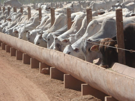 Benefícios ocasionados pelo sistema de confinamento em bovinos de corte