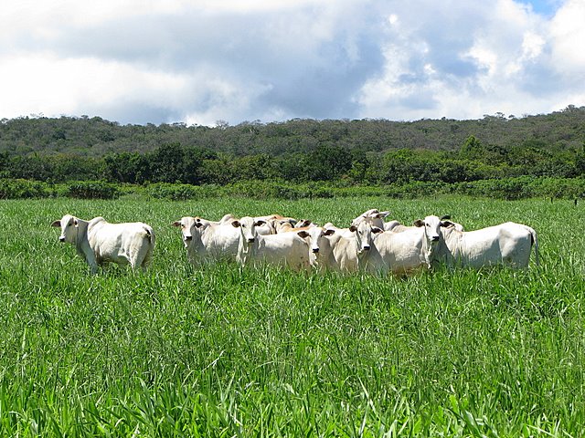 Vantagens observadas na integração lavoura-pecuária