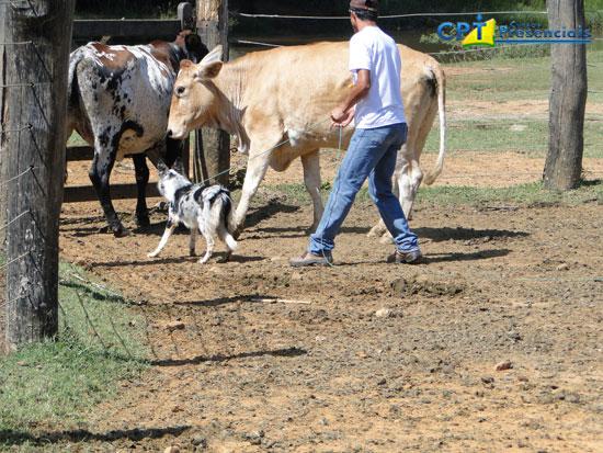 Fotos do 2º Curso de Treinamento Avançado em Cães Pastoreios 20-04-2012