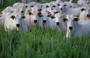 Vacinas e doenças do rebanho bovino