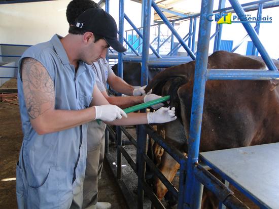 Inseminação artificial em tempo fixo