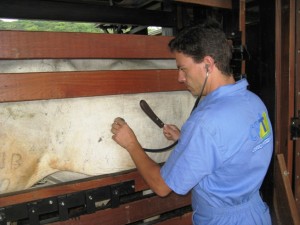 Caracterização da brucelose bovina