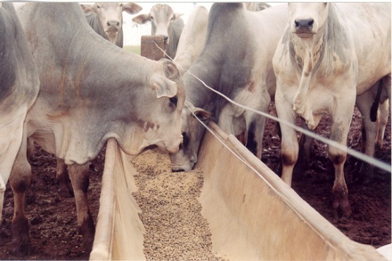 Regulamentação das técnicas utilizadas na alimentação animal