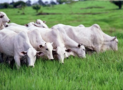 Uso da capineira para a produção de forrageira de corte