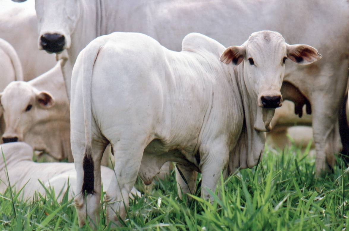 Principais doenças que acomete o rebanho bovino