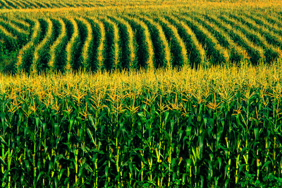 Resultado de imagem para imagem de plantação de milho