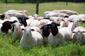 Rentabilidade da carne ovina