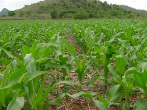 Para o sucesso do plantio direto de milho a qualidade da cobertura do solo é fundamental