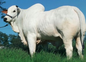 bovino zebu