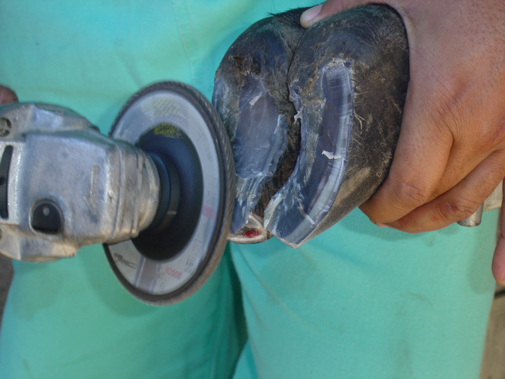 A importância do casqueamento preventivo